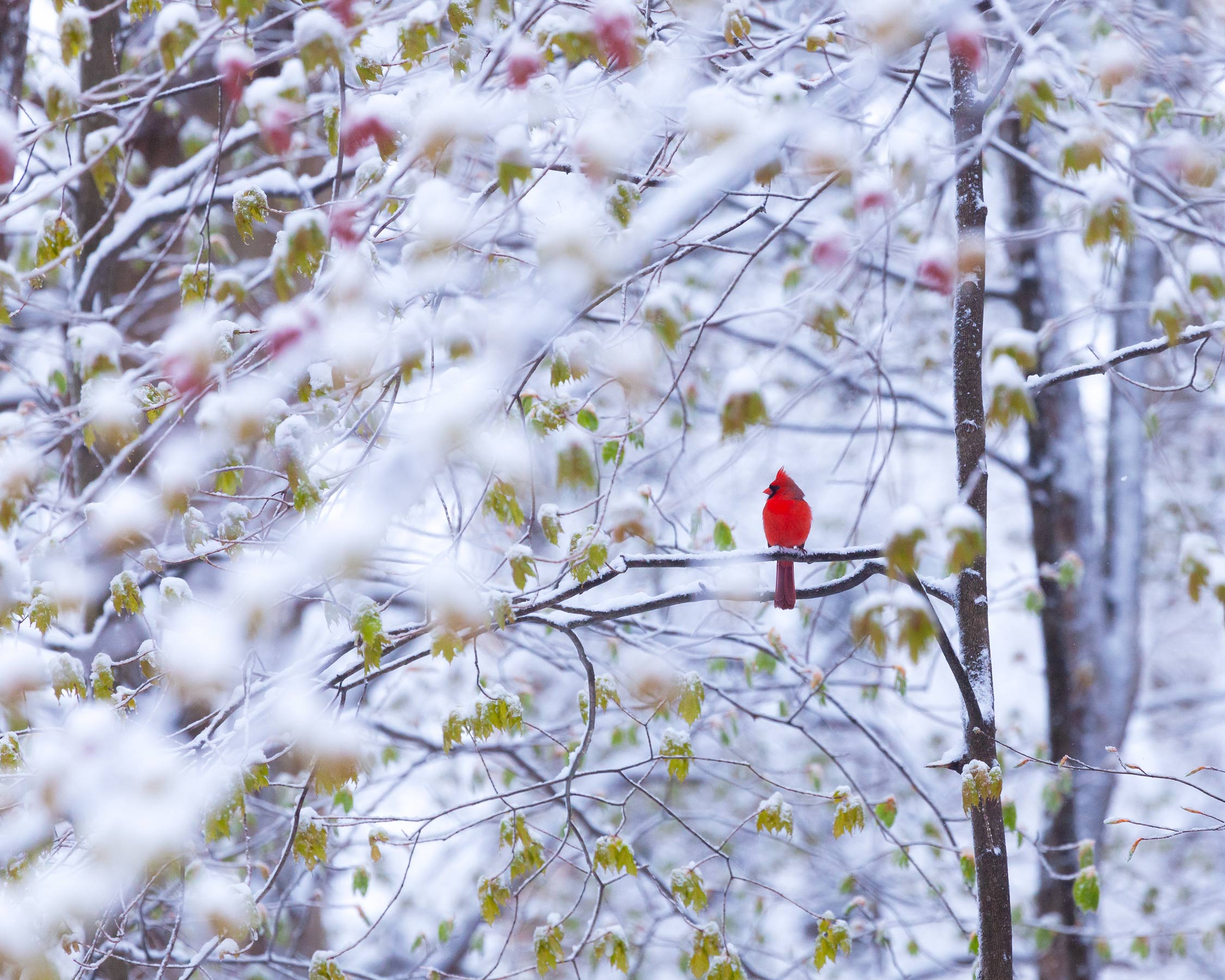 Cardinal-In-Snow-9031-copy