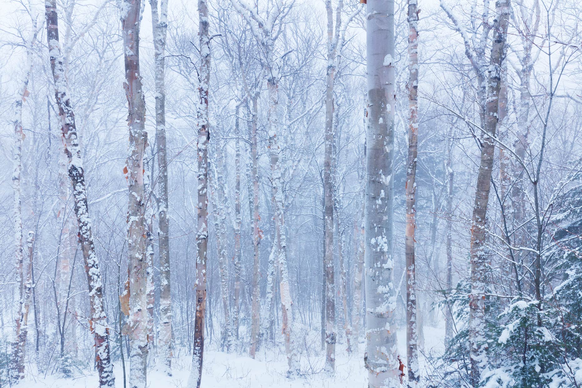 Winter-Birch-I6A5110-copy